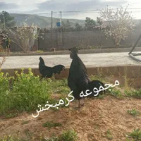 مولد ایام سمانی اندونزی یک خروس چهار مرغ وتخم نطفه|حیوانات مزرعه|شیراز, حافظیه|دیوار