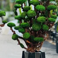 درخت جاودان|گل و گیاه طبیعی|تهران, ازگل|دیوار