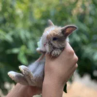 بچه خرگوش لوپ (جرسی)