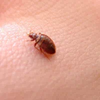 سمپاشی نورسم پاشی انواع حشرات ریشه کنی دریک مرحله