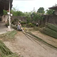 فروش چوب بامبو ارتفاع۲ تا ۵ مترعمده|گل و گیاه طبیعی|اسلام‌شهر, ده عباس|دیوار