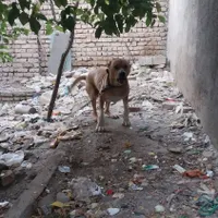 سگ افغان اصل|سگ|مشهد, امیرآباد (توس)|دیوار