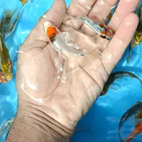 ماهی کوی کپور و امور|ماهی|اصفهان, میرعماد|دیوار