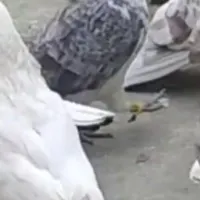 کبوتر گمشده