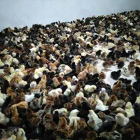 فروش جوجه یکروزه محلی.رنگی.اردک