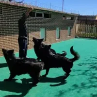 سگ ژرمن بلک