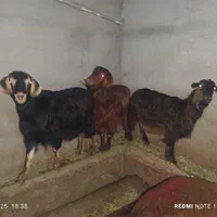 گوسفند زنده.به تمام نقاط تهران...|حیوانات مزرعه|تهران, جیحون|دیوار