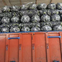 خریدار تره‌بار سردرختی زردآلو گیلاس میوه گوجه خیار|خدمات باغبانی و درختکاری|تهران, شهرک شریعتی|دیوار