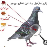 سمپاشی کلاسیک|خدمات نظافت|اسلام‌شهر, باغ فیض|دیوار