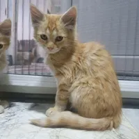 واگذاری گربه