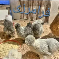 تخم نطفه دار مرغ ابریشمی بالای 85درصد
