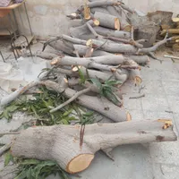 فروش و خرید چوب مرکبات جنوب رودان|عمده‌فروشی|میناب, |دیوار