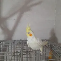 طوطی عروس گمشده