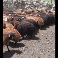 گوسفند زنده تحت نظارت شهرداری،کشتارگاه|حیوانات مزرعه|کرج, شهرک بنفشه|دیوار