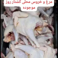 مرغ محلی|حیوانات مزرعه|بندر ماهشهر, |دیوار