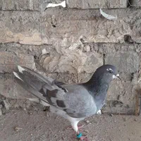 دمگیر|پرنده|اصفهان, پوریای ولی|دیوار