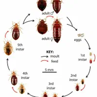 سمپاشی فوری،تضمینی،بیبودرکیش،سمپاشی منازل،هتل|خدمات نظافت|کیش, |دیوار