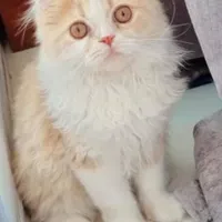 گربه|گربه|برازجان, |دیوار