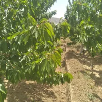 خرید و فروش باغ در روستای وردیج|فروش زمین و ملک کلنگی|تهران, شهرک شهید باقری|دیوار