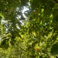 ۱۲۰۰متر باغ ۳۵کیلومتری جاده چالوس،روستای مورود|فروش زمین و ملک کلنگی|آسارا, |دیوار