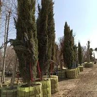 درخت بن بالا برای پایان کار|خدمات باغبانی و درختکاری|تهران, شهر‌زیبا|دیوار