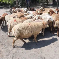 گوسفند زنده جهت قربانی درعظیمیه وکل کرج|حیوانات مزرعه|کرج, عظیمیه|دیوار