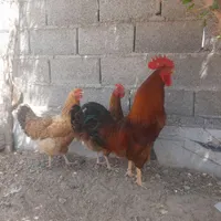 مرغ وخروس محلی ،لهستانی، جوجه شاخدار