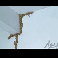 سم پاشی سمپاشی سوسک ریز ساس کنه موریانه ریشمیز|خدمات نظافت|شیراز, ارم|دیوار