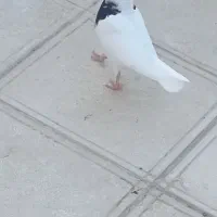 جوجه رو فراری دادیم