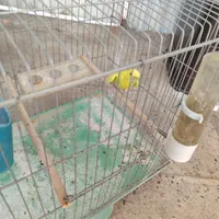 مرغ عشق سر حال و قشنگ