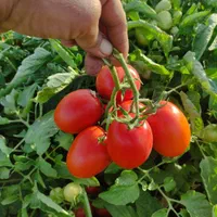 زمین کشاورزی (اسب زین شده) برای فروش و اجاره