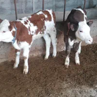 شروع فروش گوساله|حیوانات مزرعه|یزد, |دیوار