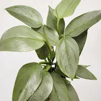 فروش ۱۰ نژاد گل آپارتمانی فیلودندرون