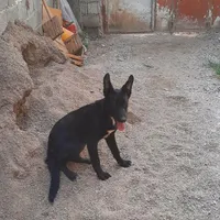 سگ پیدا شده