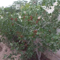 فروش باغچه ۵۰۰ متری روستای ایجدان ورامین|فروش خانه و ویلا|جوادآباد, |دیوار