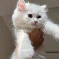 گربه|گربه|اهواز, گلستان|دیوار