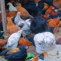 جوجه اردک گلپایگان،طاقچه،غازبلدرچین،رنگی، گوشتی|حیوانات مزرعه|مشهد, رسالت|دیوار