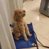 مربی سگ شیراز.آموزش سگ های خانگی.پانسیون سگ