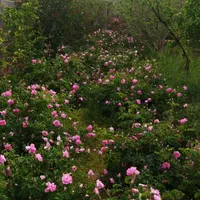 اجاره باغ ویلا چسب شهر|اجارهٔ کوتاه‌مدت ویلا و باغ|همدان, |دیوار