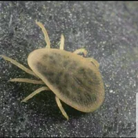 سمپاشی وطعمه گذاری حشرات وجانوران(سنه دژ)