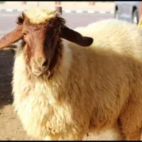 سلاخ قصاب قصابی سلاخی ذبح
