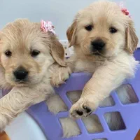 سگ مهربان و همبازی کودکان، سگ گلدن رتریور