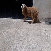 گوسفند زنده با کیفیت فوقالعاده|حیوانات مزرعه|کرمانشاه, |دیوار