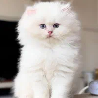 بچه گربه های اشرافی ( سرزمین ایران کتز)