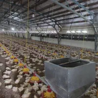 مرغداری ۳۰ هزار گوشتی گیلان رشت شفت احمدسرگوراب|فروش دفتر صنعتی، کشاورزی، تجاری|احمدسرگوراب, |دیوار