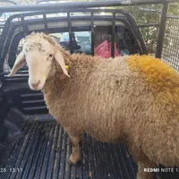 گوسفند زنده.به تمام نقاط تهران...