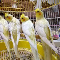 عروس هلندی مولد|پرنده|اصفهان, دشتستان|دیوار
