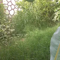 فروش ۱۰۰۰ متر باغ برقدار و دیوار دور در فروغ