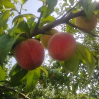 انواع نهال و درخت میوه