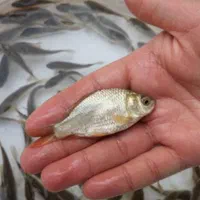 بچه ماهی کپور|ماهی|تهران, امیریه|دیوار